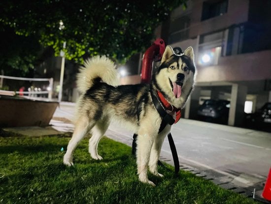 Siberian Husky Dogs For Mating In Hyderabad