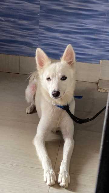 Pomeranian For Sale In Farrukhabad