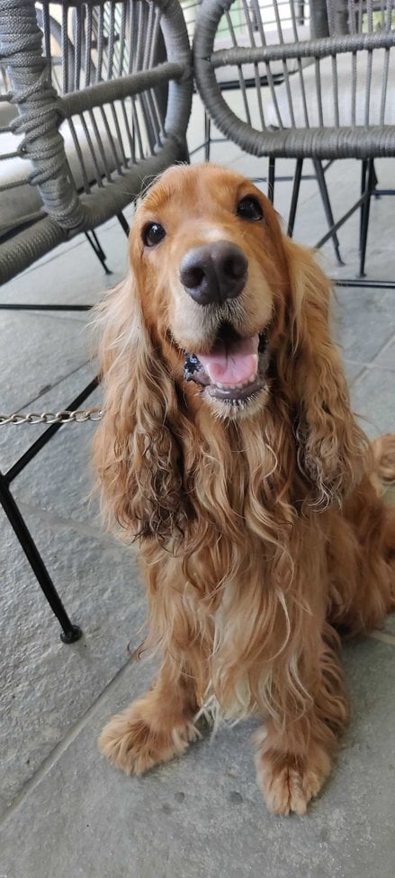 Cocker Spaniel Dogs For Mating In Hyderabad