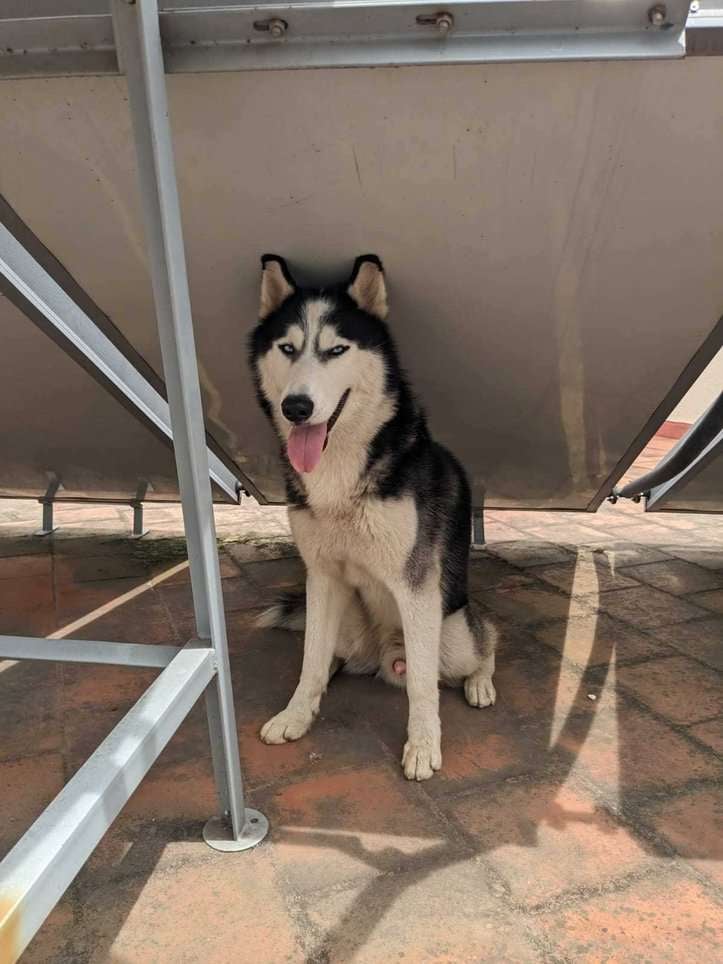 Siberian Husky Dogs For Mating In Mysore