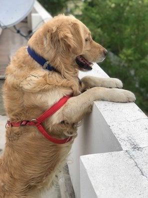Golden Retriever Dogs For Mating In Nizamabad