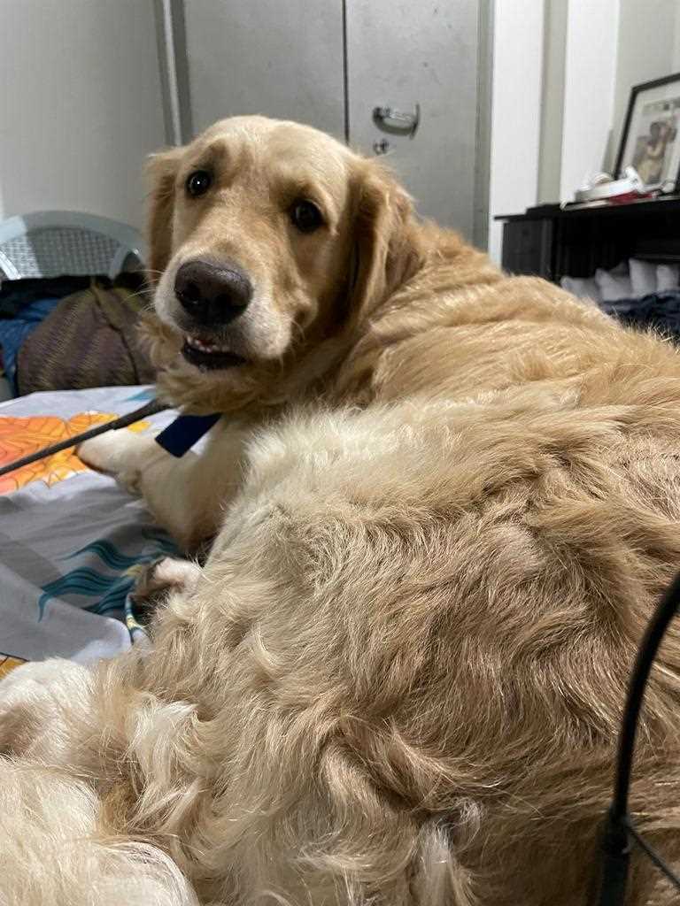 Golden Retriever Dogs For Mating In Nizamabad