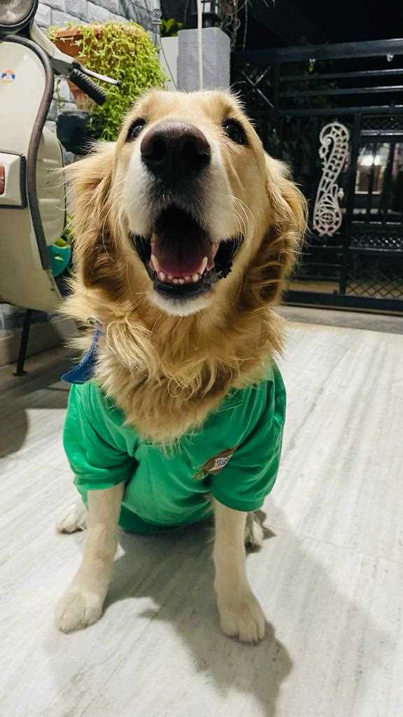 Golden Retriever Dogs For Mating In Nizamabad