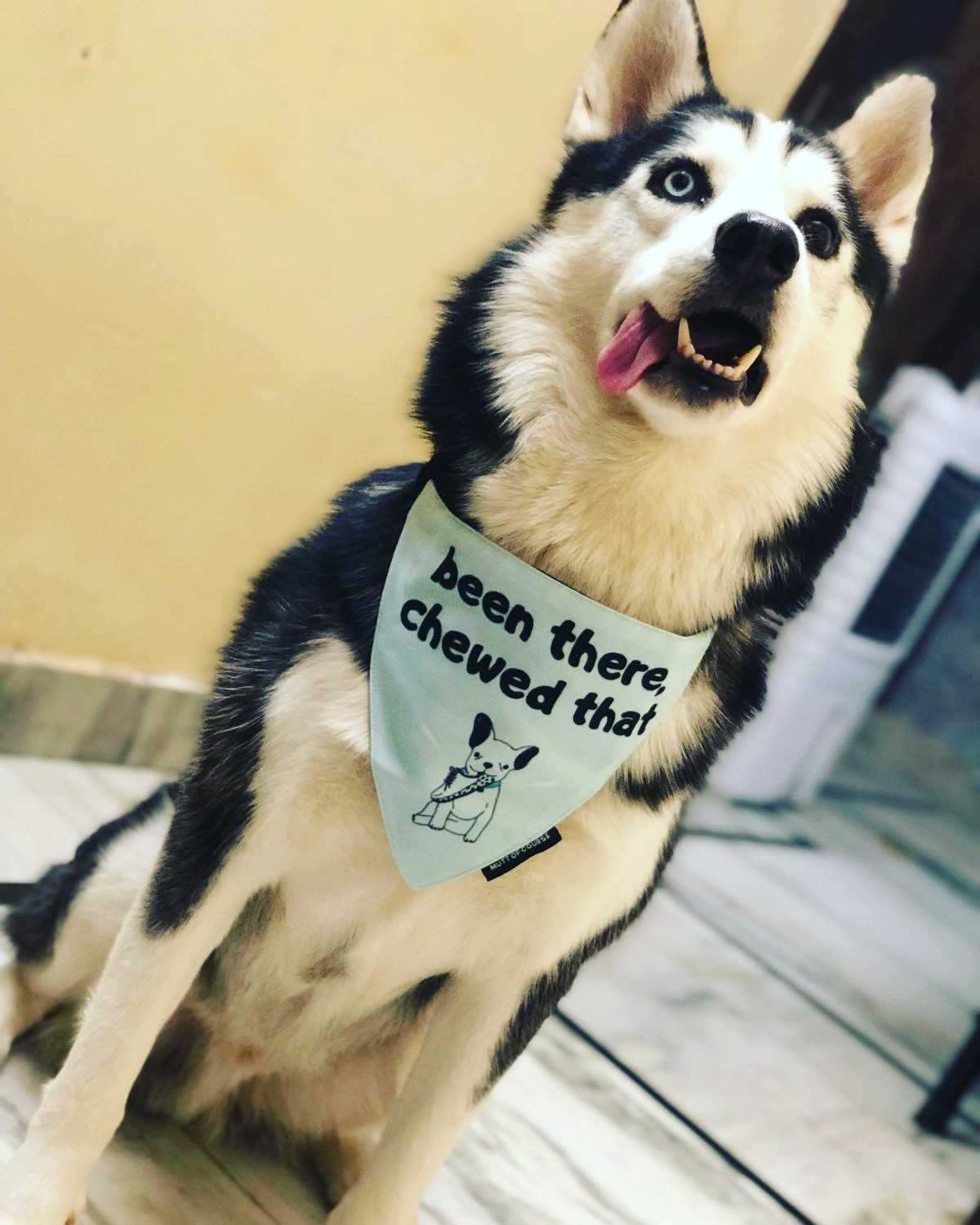 Siberian Husky Dogs For Mating In Delhi