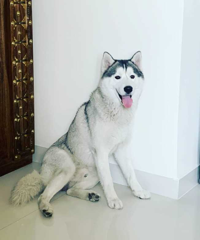 Siberian Husky For Adoption In Chandigarh