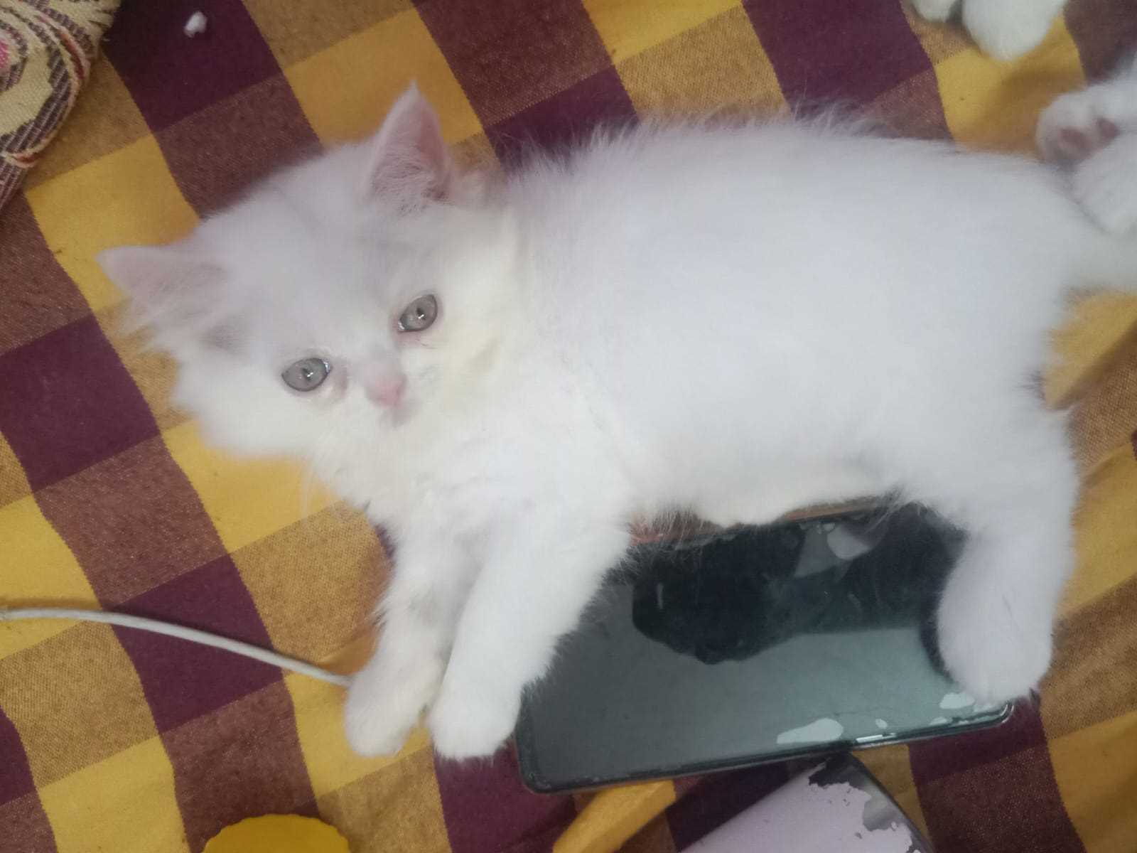 Persian For Sale In Salem