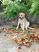 Labrador Retriever Dogs For Mating In Chennai