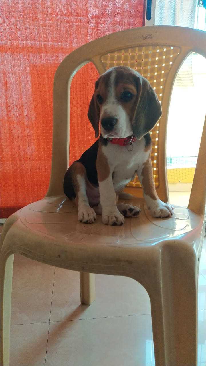 Beagle For Adoption In Ghaziabad