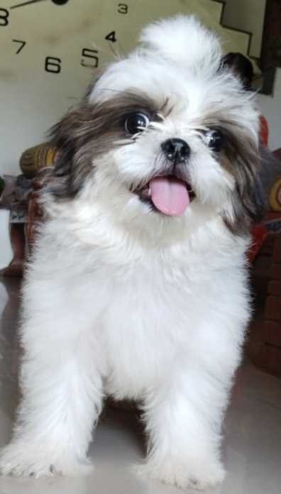 Shih Tzu For Sale In Valsad