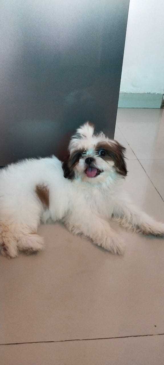 Shih Tzu For Sale In Valsad