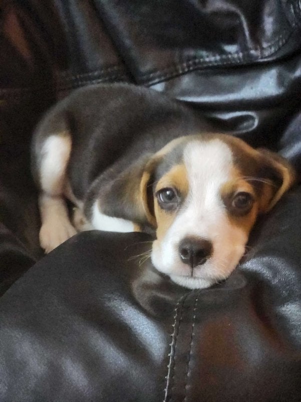 Beagle For Sale In Noida