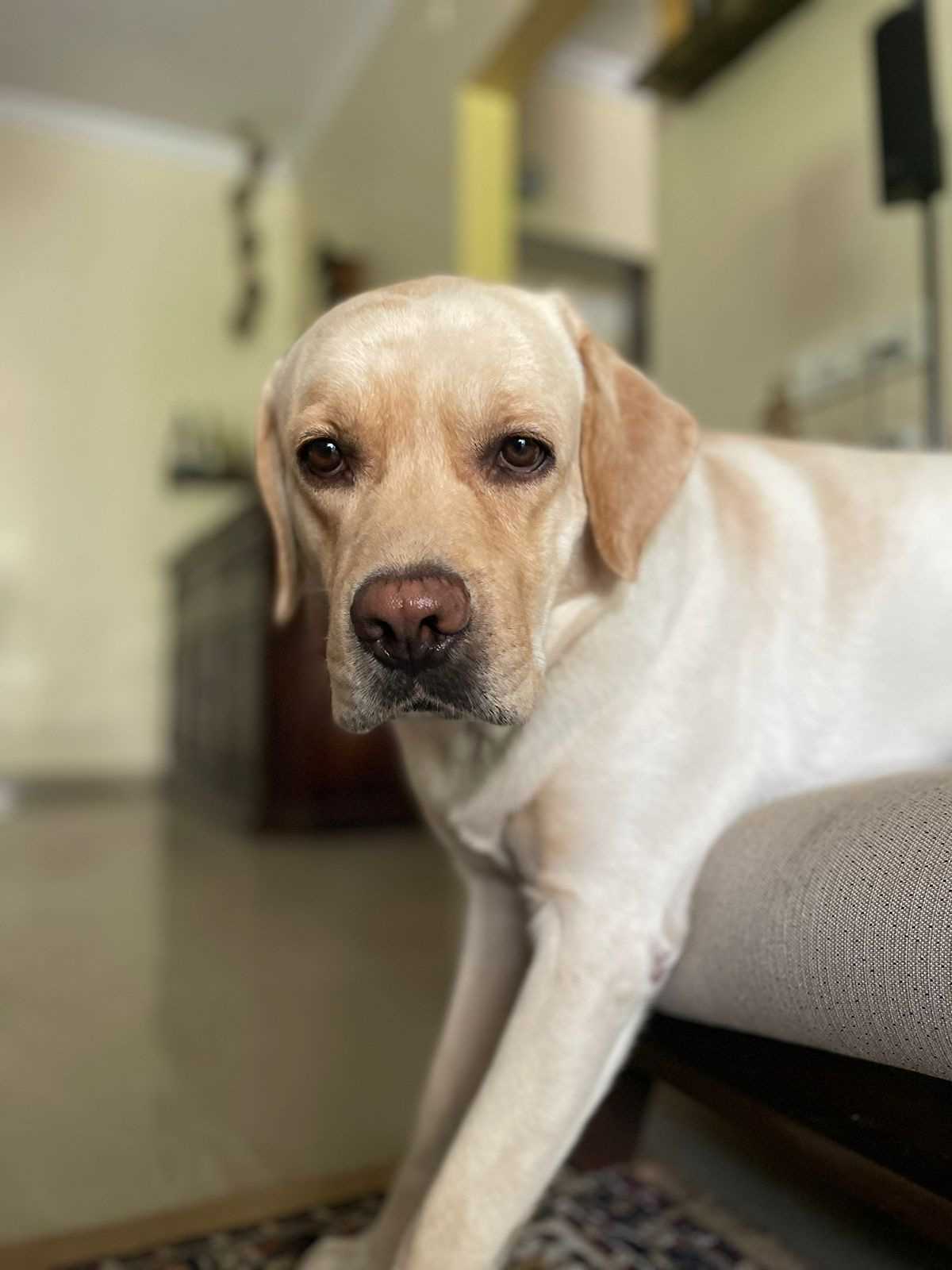 Labrador Retriever Dogs For Mating In Pune