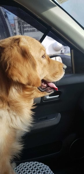 Golden Retriever Dogs For Mating In Hyderabad