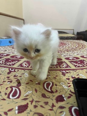 Persian For Sale In Ahmedabad