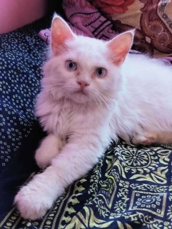 Persian For Sale In Latur