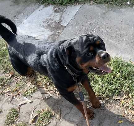 Rottweiler Dogs For Mating In Delhi