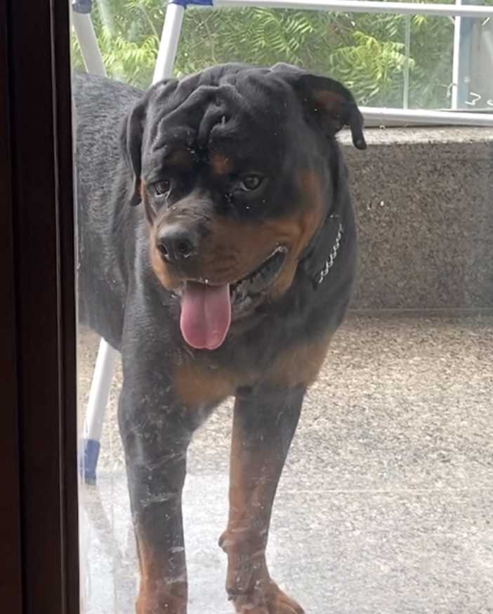 Rottweiler Dogs For Mating In Delhi