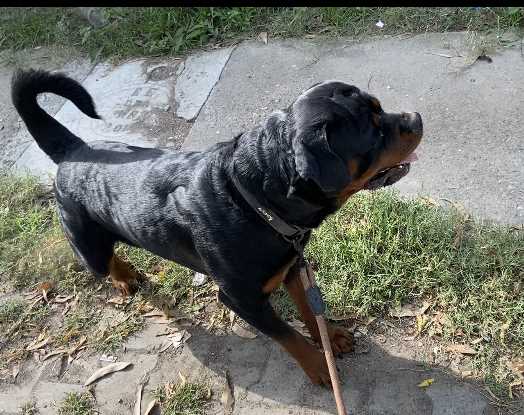 Rottweiler Dogs For Mating In Delhi