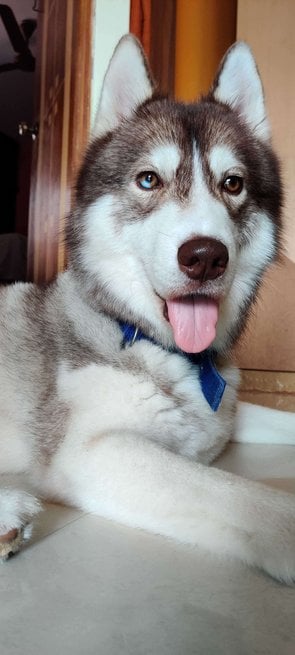 Siberian Husky Dogs For Mating In Bangalore