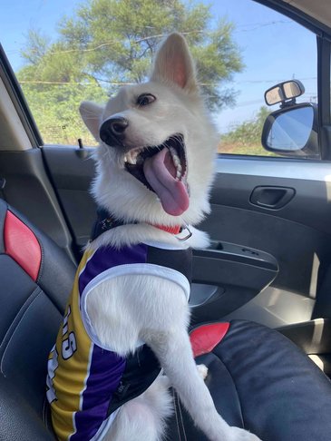 Pomeranian For Adoption In Vadodara