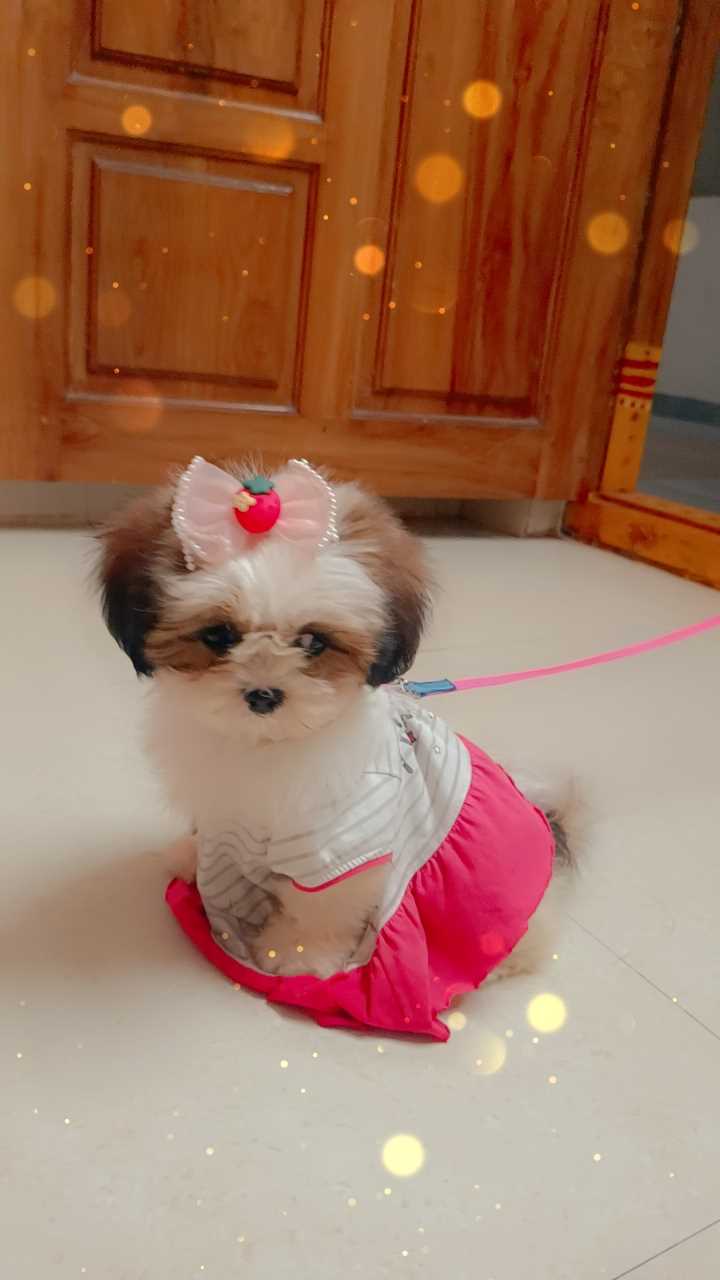 Shih Tzu For Sale In Vizag