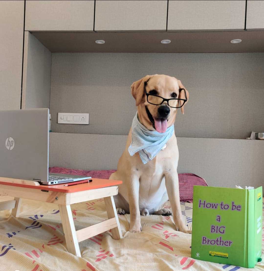 Labrador Retriever For Adoption In Surat