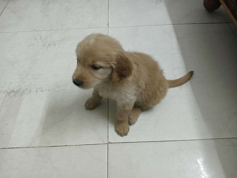 Golden Retriever For Sale In Ahmedabad