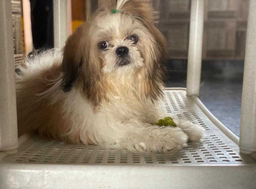 Shih Tzu Dogs For Mating In Vijayawada