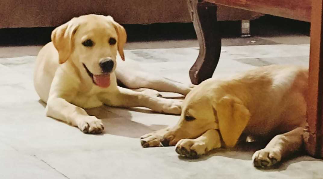 Labrador Retriever For Adoption In Jodhpur