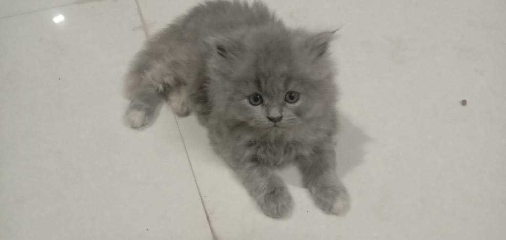 Persian For Sale In Kolhapur