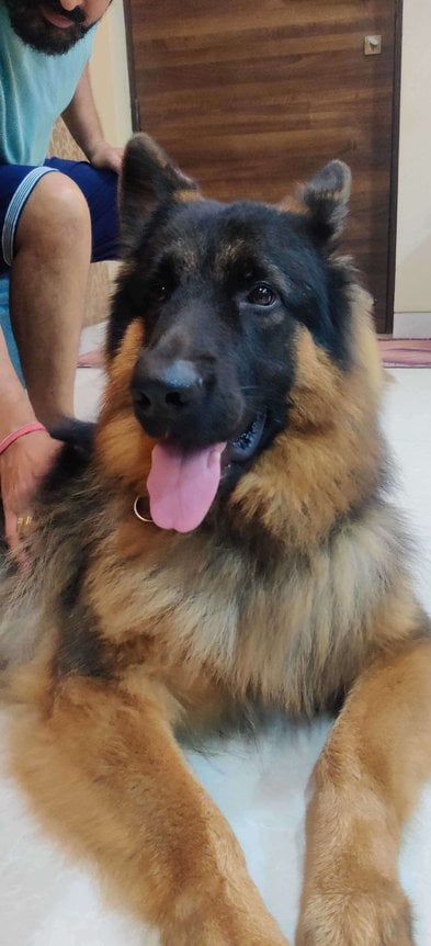 German Shepherd Dogs For Mating In Mumbai
