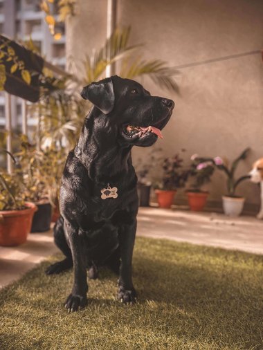 Labrador Retriever Dogs For Mating In Pune