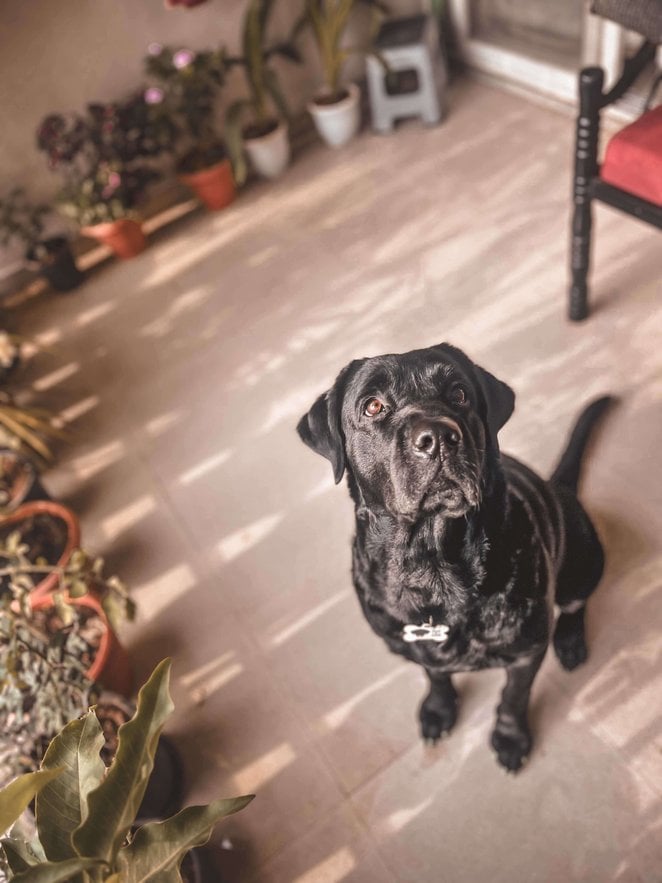 Labrador Retriever Dogs For Mating In Pune