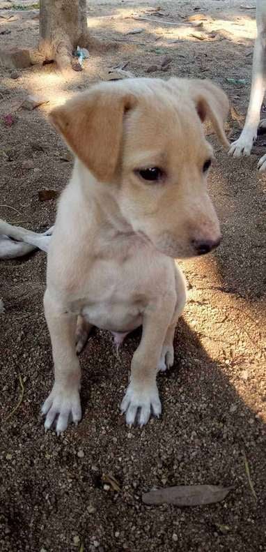 Indian Breed For Adoption In Vellore