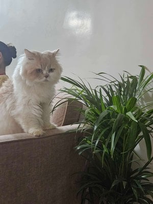Persian Dogs For Mating In Mumbai