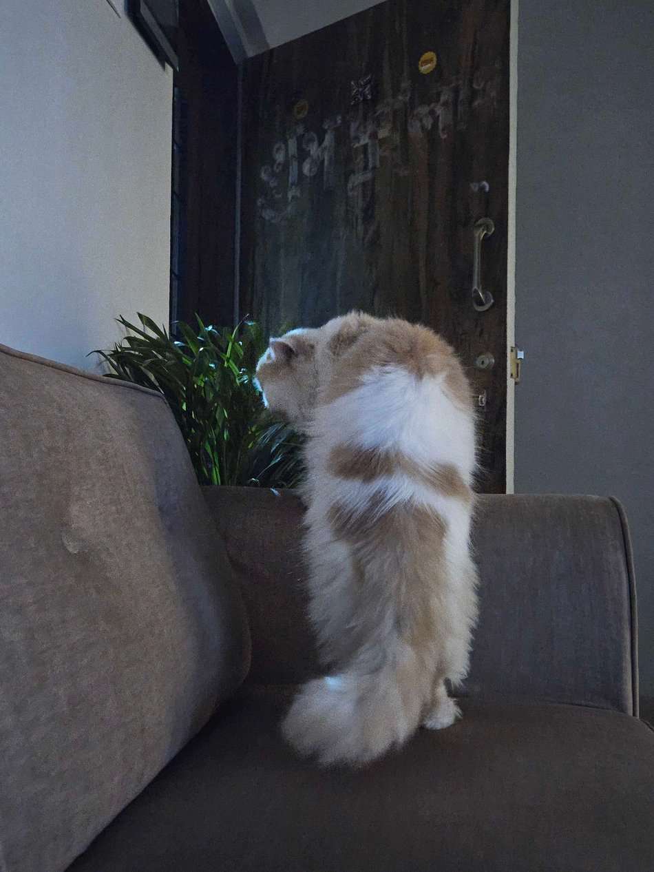 Persian Dogs For Mating In Mumbai