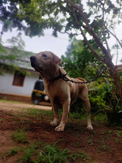 Labrador Retriever For Adoption In Kollam