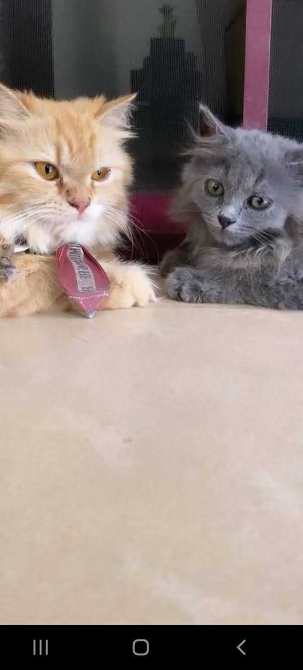 Persian For Adoption In Ernakulam
