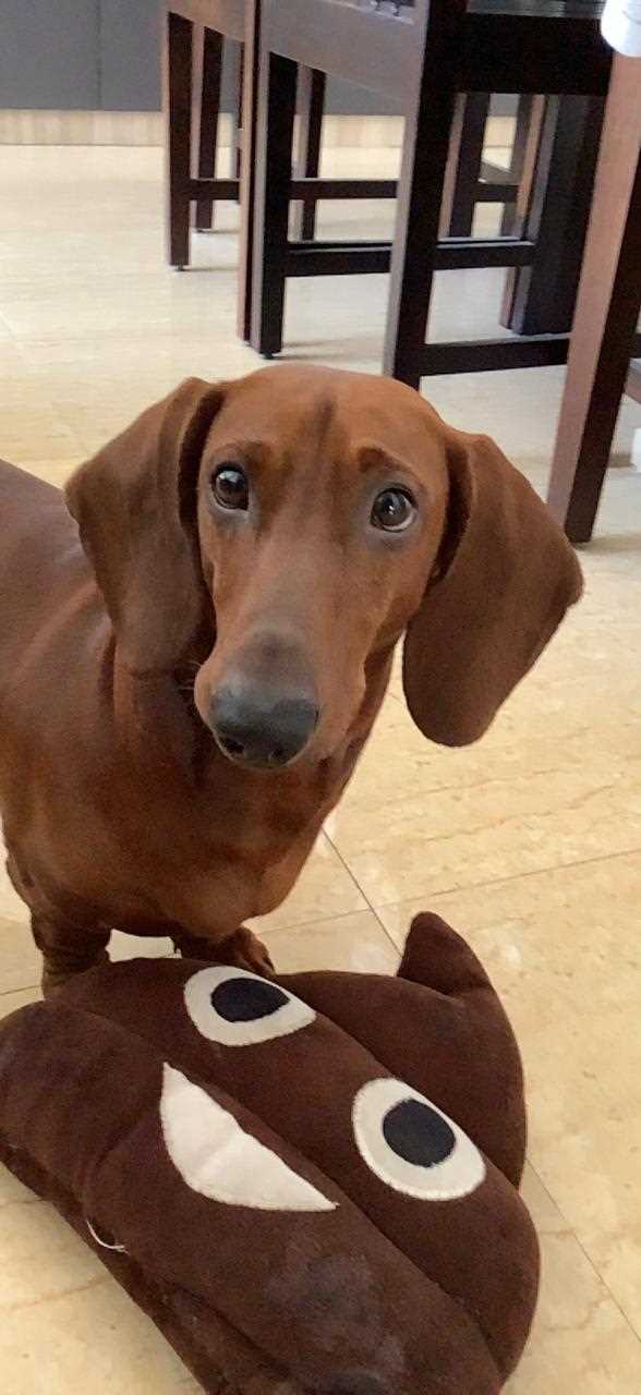 Dachshund Dogs For Mating In Pune