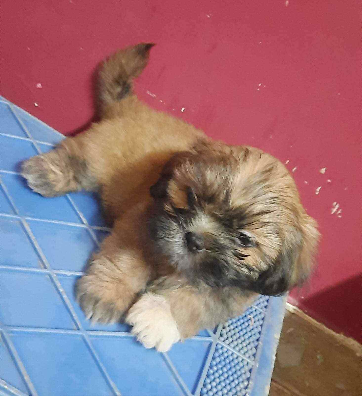 Lhasa Apso For Sale In Mumbai