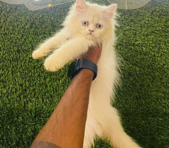 Persian For Sale In Tirupper