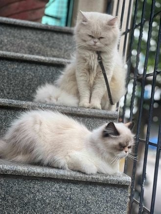 Ragdoll Dogs For Mating In Bangalore