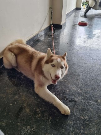 Siberian Husky Dogs For Mating In Faridabad