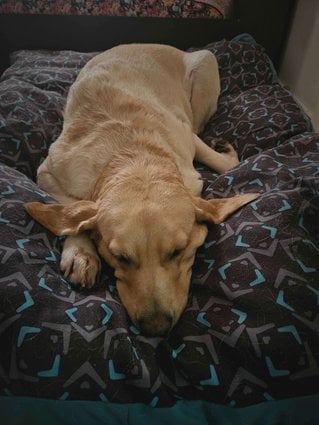Labrador Retriever Dogs For Mating In Bangalore