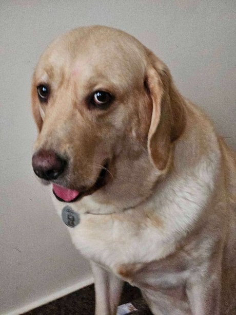 Labrador Retriever Dogs For Mating In Bangalore