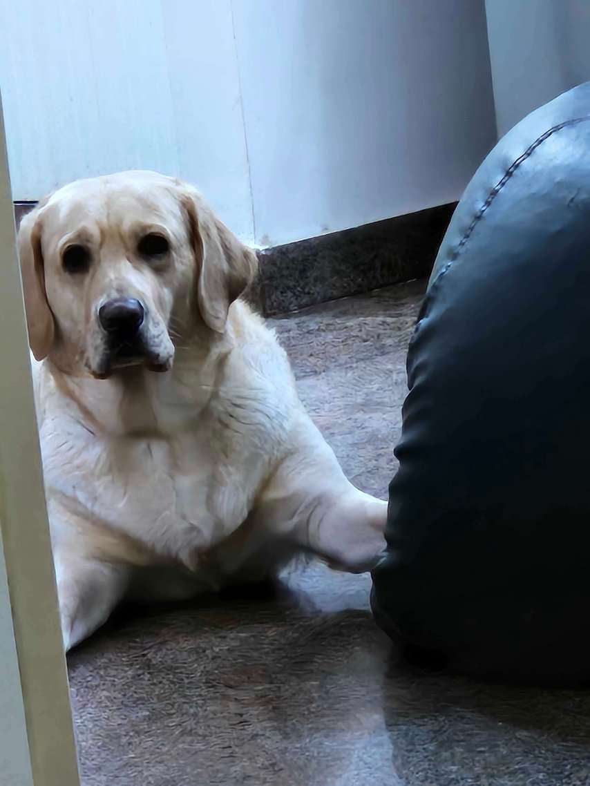 Labrador Retriever Dogs For Mating In Bangalore