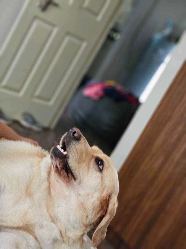 Labrador Retriever Dogs For Mating In Bangalore
