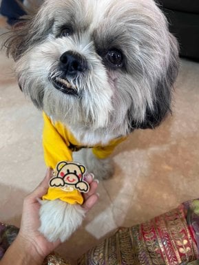 Shih Tzu Dogs For Mating In Mumbai