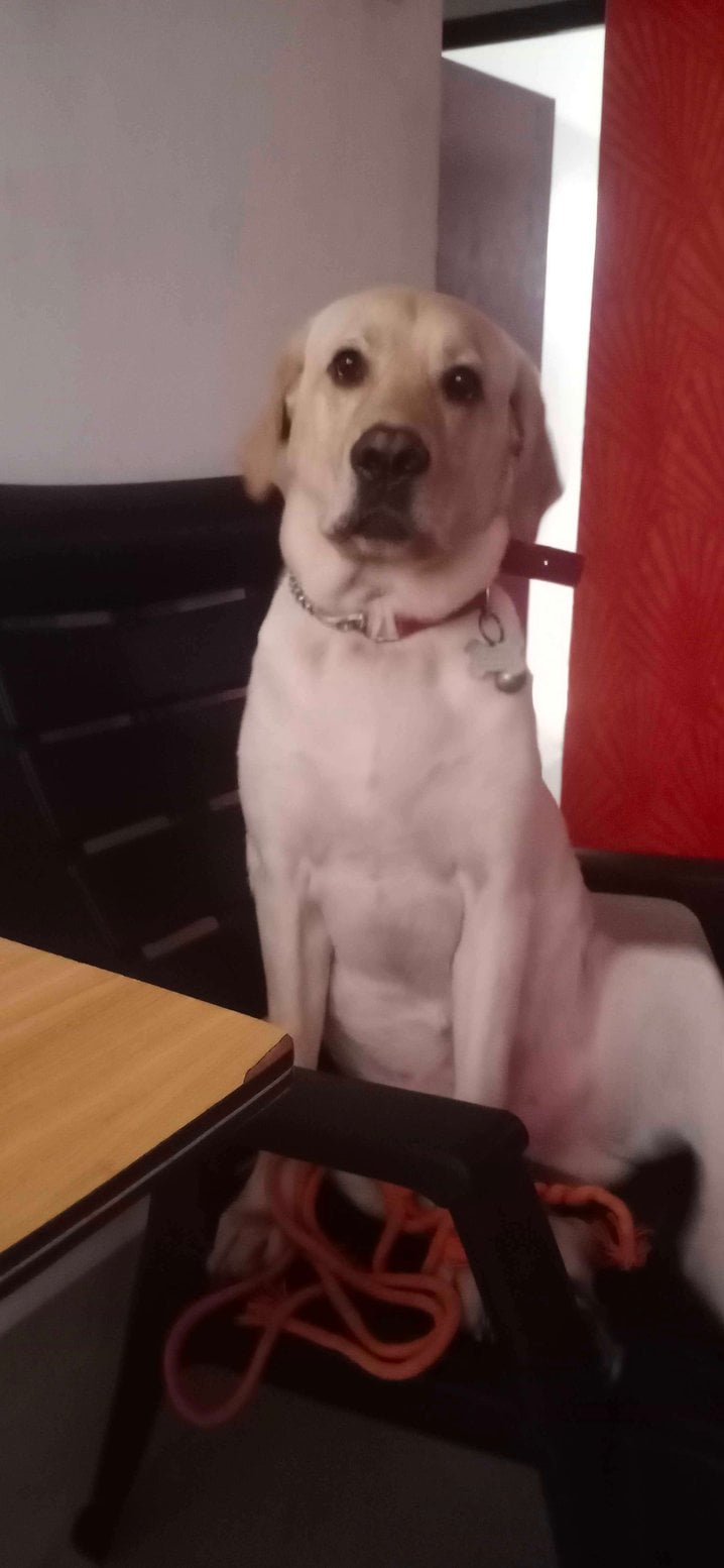 Labrador Retriever Dogs For Mating In Chennai