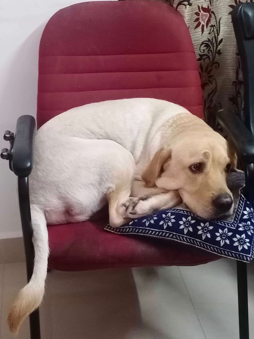 Labrador Retriever Dogs For Mating In Chennai
